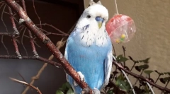 Hračky pro papoušek, jak udělat hračku pro papoušek s vlastními rukama